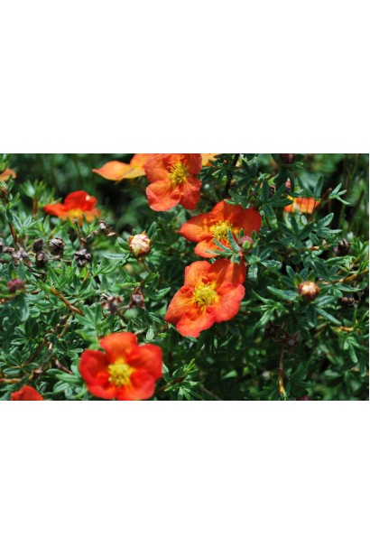 Перстач оранжево-червоний Ред Айс