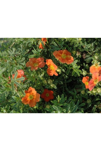 Перстач Ред Айс оранжево-червоні квіти