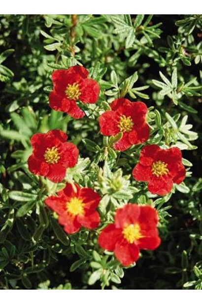 Перстач червоний Ред Айс