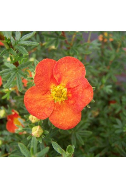 Перстач чагарниковий / Лапчатка кущова Ред Айс