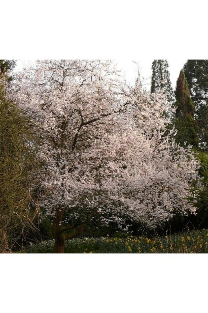 Prunus cerasifera Hessei