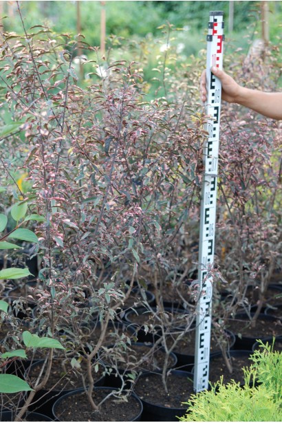 Слива розчепірена Хессея