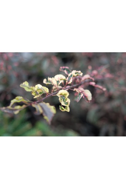 Prunus cerasifera Hessei