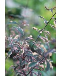 Слива растопыренная Хессея | Prunus cerasifera Hessei | Слива розчепірена Хессея