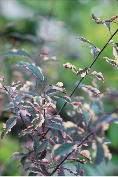 Слива розчепірена Хессея