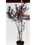 Слива растопыренная Хессея | Prunus cerasifera Hessei | Слива розчепірена Хессея