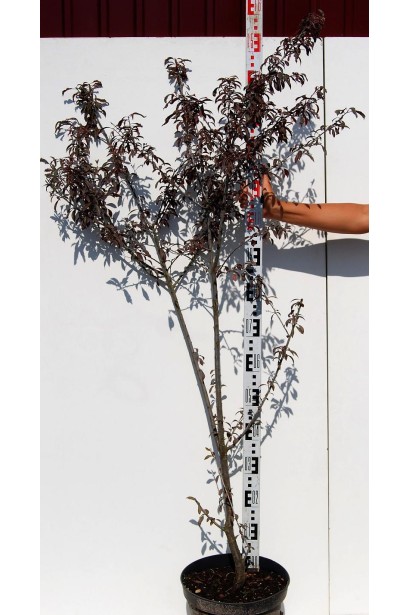 Саджанець в контейнері сливи хессея