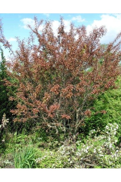 Слива Хессея – строкате листя для декоративного акценту