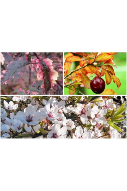 Слива Хессея – поєднання строкатого листя і ніжних квітів