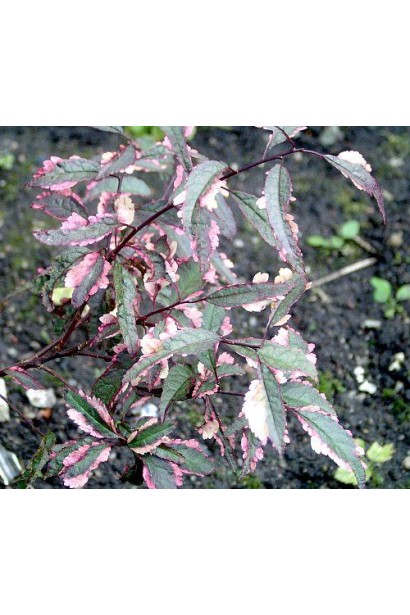 Слива Хессея – розлоге дерево з унікальним листям