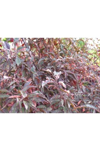 Слива розчепірена Хессея