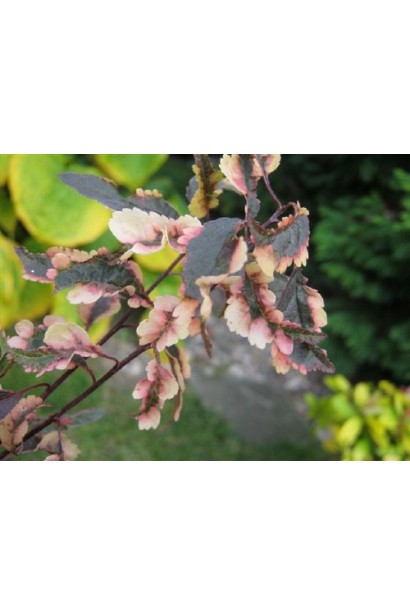 Слива Хессея – декоративне дерево з мозаїчним листям