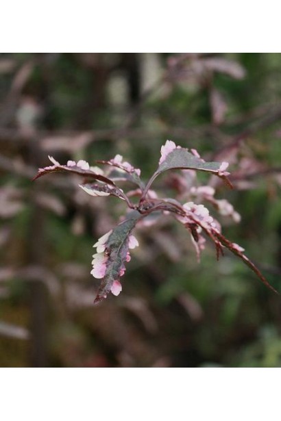 Слива розчепірена Хессея