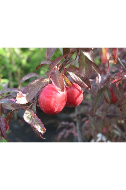 Ягоди сливи розчепіреної Хессея