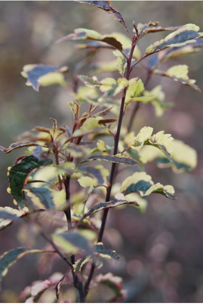 Prunus cerasifera Hessei – дерево з строкатим листям