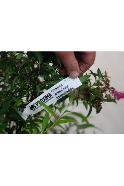 Спірея японська Широбана в садовому центрі