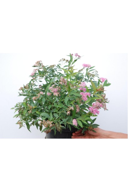 Спірея Shirobana для декоративних композицій і садів.