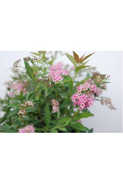 Spiraea japonica Shirobana