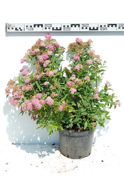 Спірея японська Широбана