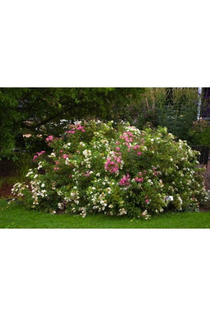 Квітуча спірея Широбана – родзинка вашого саду.