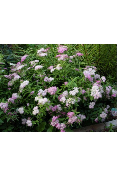 Кущ спіреї Широбана з унікальним кольоровим цвітінням.