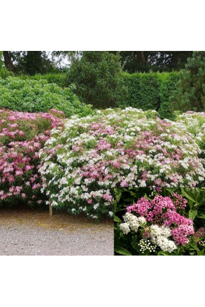 Кущ спіреї Shirobana – яскравий садовий акцент.