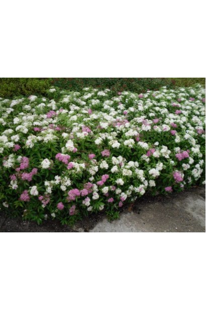 Компактна спірея Shirobana для бордюрів і клумб.