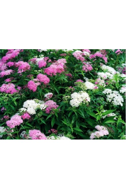 Двокольорові квіти спіреї Shirobana прикрашають ландшафт.