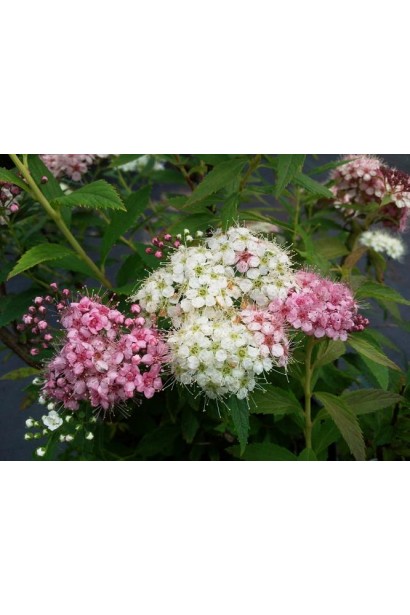 Спірея Широбана з рожевими й білими квітами.