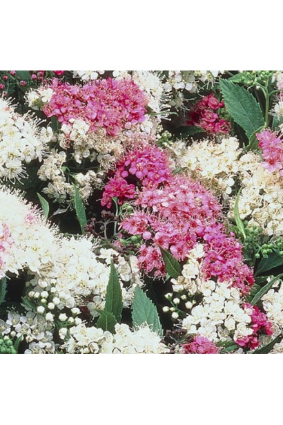 Спірея Shirobana із білими й рожевими суцвіттями.