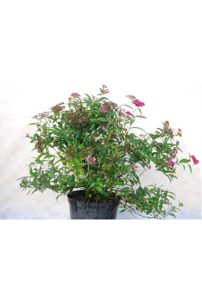 Спірея японська Широбана