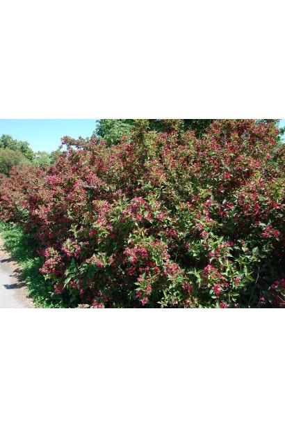 Вейгела Брістол Рубі рядова посадка