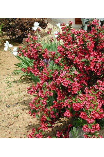 Вейгела Брістол Рубі в ландшафті