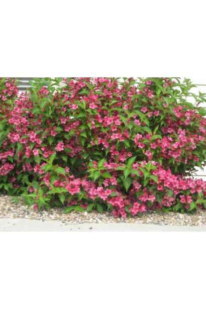 Вейгела Брістол Рубі розлогий густий кущ