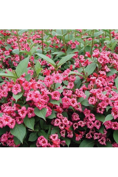 Вейгела червона Брістол Рубі цвітіння