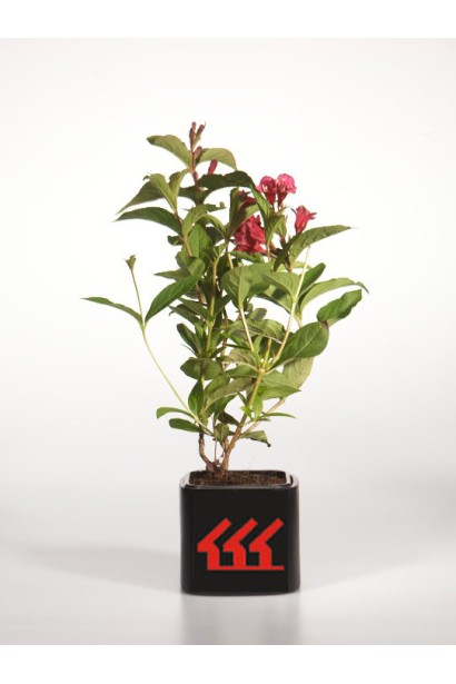 Вейгела Брістол Рубі саджанець Р9/0,5л