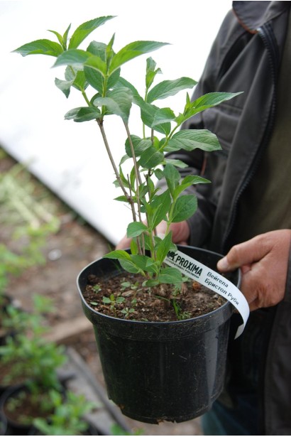 Вейгела Брістол Рубі в горщику 3 л