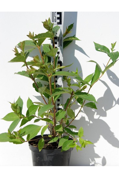 Вейгела Брістол Рубі