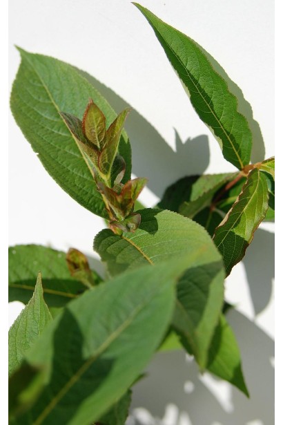 Зелене листя вейгели Брістоль Рубі