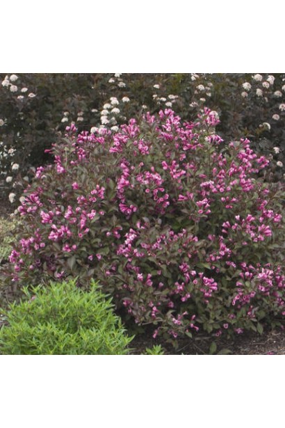 Вейгела квітуча Олександра / Вино і троянди PBR