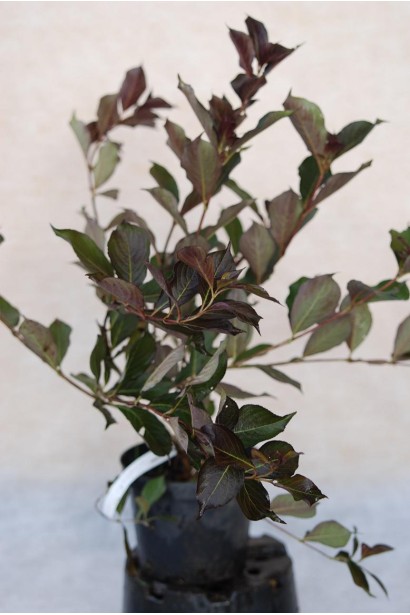 Вейгела квітуча Олександра контейнер 3 л