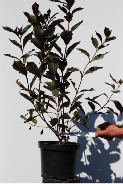 Вейгела квітуча Олександра саджанець в контейнері 5 л