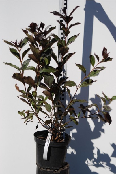 Вейгела Олександра С5, висота 50-60 см