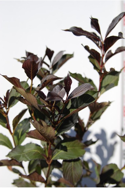 Темно-фіолетове листя вейгели Олександра