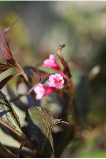 Вейгела квітуча Вино і троянди PBR