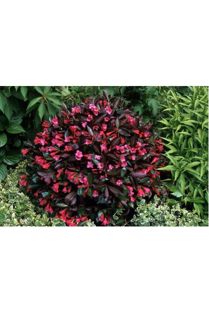 Вейгела квітуча Олександра в ландшафті 