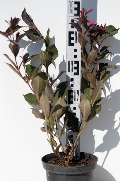 Вейгела червона Alexandra саджанець 40-50 см