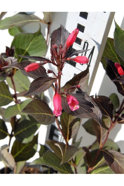 Вейгела квітуча Alexandra розпускання квітів