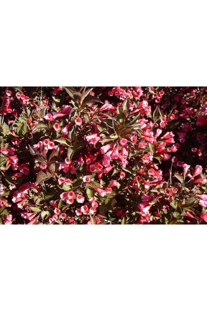 Weigela florida Alexandra / Wine and Roses PBR/®
