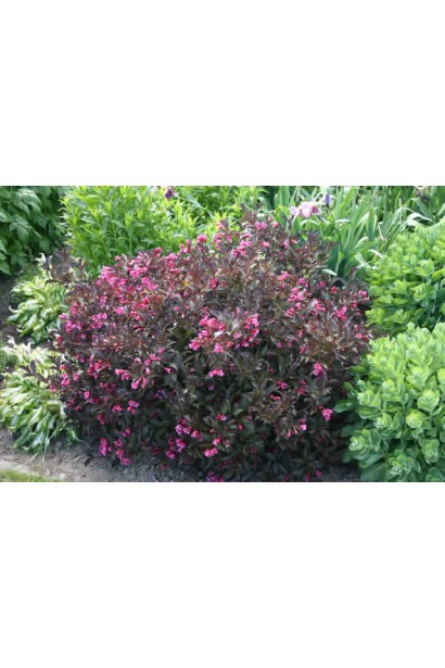  Weigela florida Alexandra міксбордер